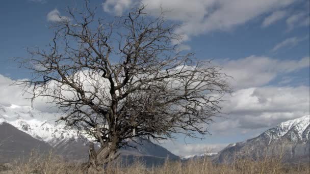 Árvore solitária em montanhas — Vídeo de Stock