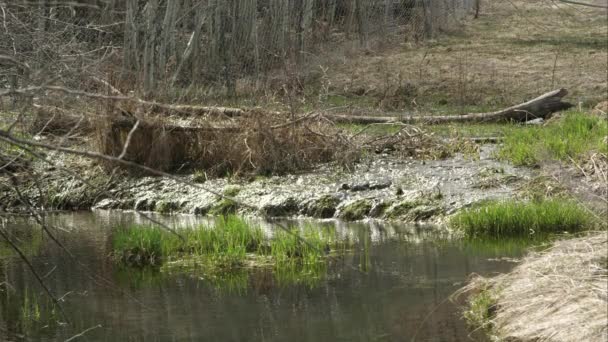 Beautful mountain river — Stockvideo