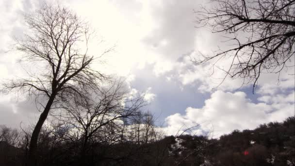 Bellissimi alberi sulle montagne — Video Stock