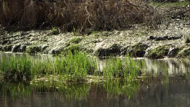 Fiume di montagna bello — Video Stock