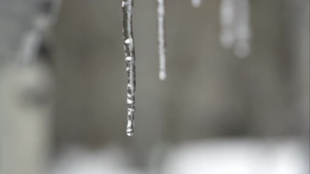 Τήξη Icicles στην κορυφή στεγών — Αρχείο Βίντεο