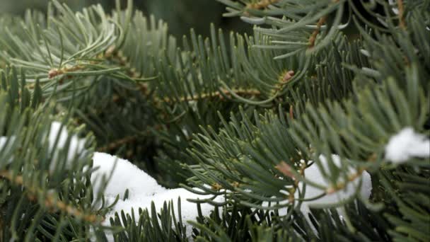 Nieve cayendo sobre ramas de pino — Vídeos de Stock