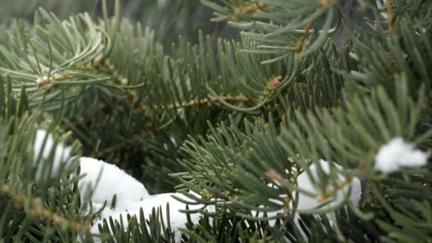 Fallande snö på pine trädgrenar — Stockvideo