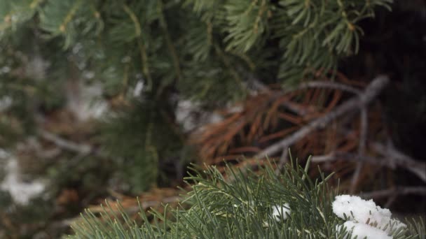 Fallande snö på pine trädgrenar — Stockvideo