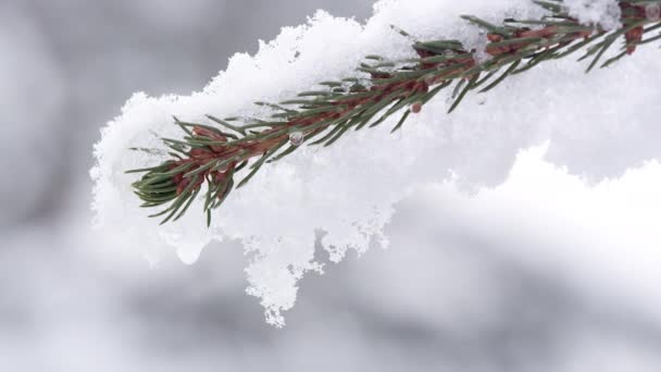 Snow Pine Tree Branch Fresh Snowfall Viewing Detail Needles — 图库视频影像