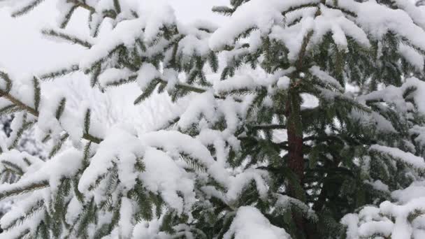 Umkippen Von Kiefern Nach Sturm Winter Uta Mit Neuschnee Bedeckt — Stockvideo