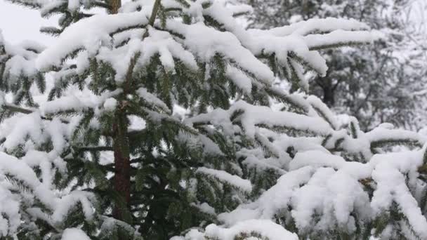 Inclinación Lenta Del Pino Cubierto Nieve Fresca Durante Invierno Utah — Vídeo de stock