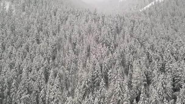 Летят Соснам Покрытым Белым Снегом Лесу Покрывающем Склон Горы Зимой — стоковое видео