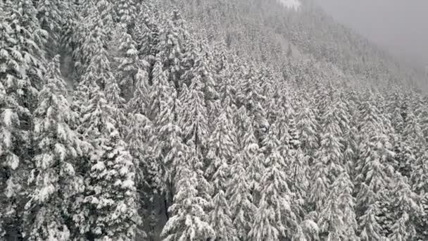 Voar Sobre Topos Árvores Cobertas Neve Enquanto Floresta Cobre Montanha — Vídeo de Stock