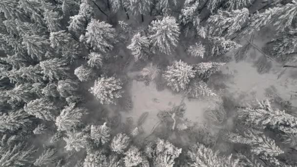 冬の風景を覆う松林に覆われた雪の上に回転する空中ビューの上昇 — ストック動画