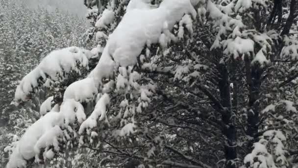 雪に覆われた松の木の脇を飛んで 冬には山を越えて森を眺める — ストック動画