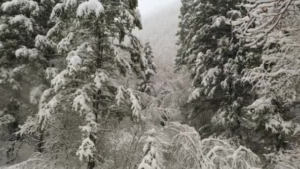 森の中の冬の風景の中に雪の嵐の松の木を覆う大雪 — ストック動画