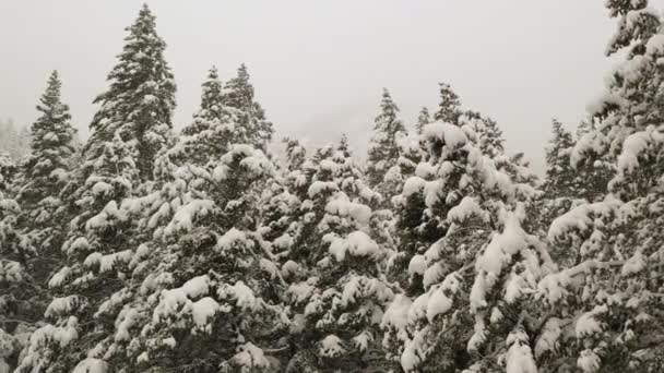 冬景色の森の嵐の間に雪に覆われた松の木のグループに沿って喘ぐ — ストック動画