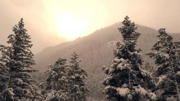 Panorámica Pinos Cubiertos Nieve Con Sol Brillando Través Las Nubes — Vídeos de Stock