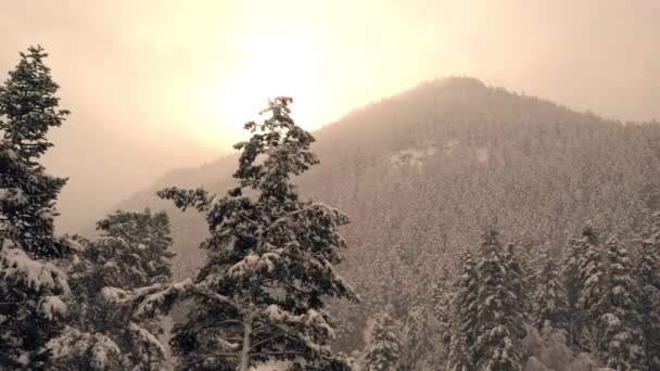 Panning Pine Covered Snow Sun Shining Forest Storm Winter — Stock video