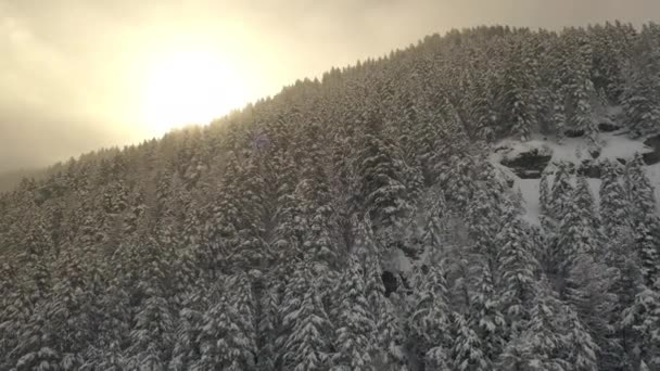 Flying Forest Covered Snow Sun Pine Trees Mountainside Winter — Stock Video