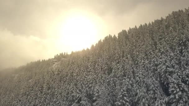 소나무 이동하는 눈으로 태양을 날아오르는 — 비디오
