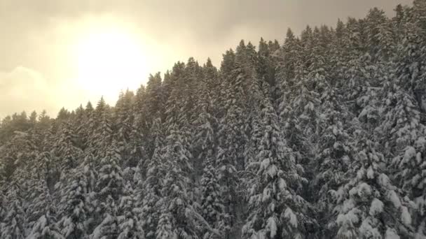太陽に向かって雪に覆われた山の森の上を飛んで 下の山の範囲を照らす — ストック動画