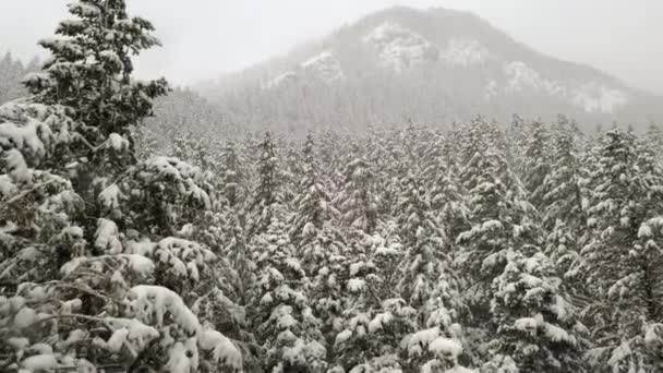 Floresta Coberta Neve Durante Tempestade Enchendo Paisagem Vista Cima Das — Vídeo de Stock