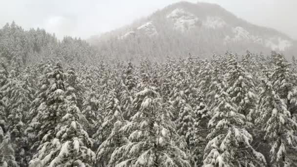 Scivolare Sulle Cime Innevate Degli Alberi Nella Pineta Durante Inverno — Video Stock