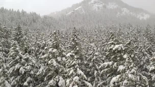 冬は木々の上から地面に向かって雪に覆われた松林の景色 — ストック動画