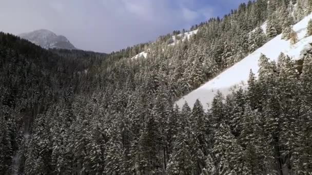 Volare Attraverso Canyon Con Pini Innevati Inverno Guardando Cima Del — Video Stock