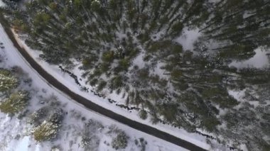 American Fork Canyon, Utah 'taki çam ağaçlarının üzerinden uçarak ormanın içinden geçen yol manzarası..