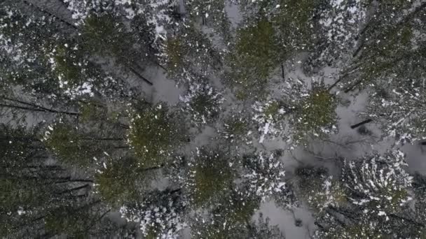 Vista Aérea Ascendente Del Bosque Pinos Invierno American Fork Canyon — Vídeo de stock