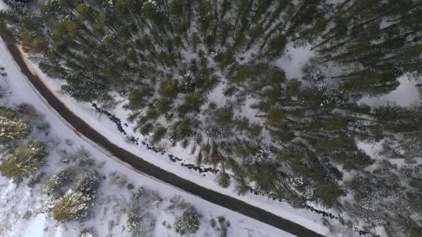 アメリカフォークキャニオン ユタ州の松の木の上を飛んで下のビューから森の中を巻き道路の空中ビュー — ストック動画