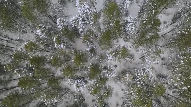 Vista Cima Para Baixo Pinheiros Durante Inverno Floresta Movendo Lentamente — Vídeo de Stock