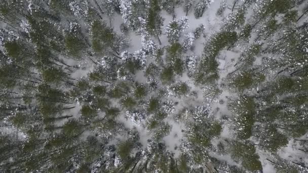 Vue Vers Bas Forêt Pins Hiver Volant Vers Sol Depuis — Video