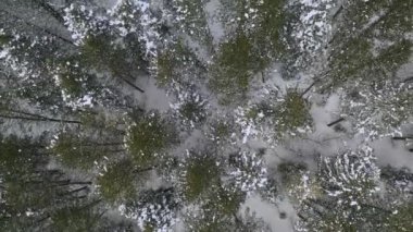 Yükselen hava manzarası Utah 'ta karla kaplı çam ağacı ormanının üzerinde dönüyor..