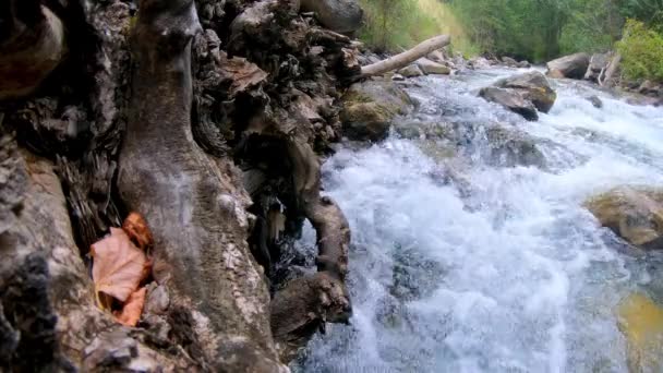 흐르는 옆에서 자라는 나무의 뿌리로 강기슭을 올려다 — 비디오