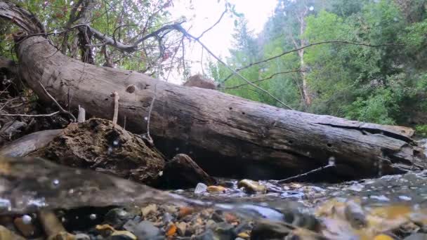 Woda Przepływająca Wokół Dużego Upadłego Drzewa Rzece Widziana Poziomu Wody — Wideo stockowe