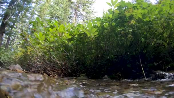Floden Rinner Genom Grön Vegetation Skogen Utah Sommaren — Stockvideo