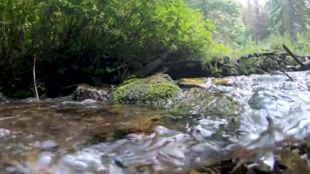 Пошуках Струмка Протікає Лісом Влітку Юті — стокове відео