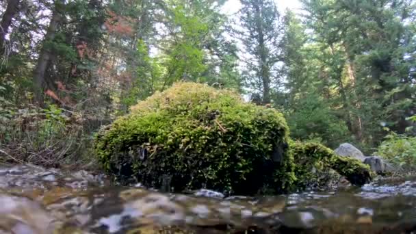 渓流の流れとともに緑の森の中の苔むした岩の水位から見上げる — ストック動画