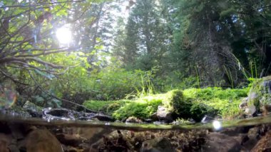 Su seviyesinden akan güneş ve dere ile yeşil orman.