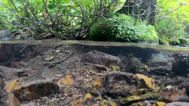 Vue divisée en surplomb et en dessous de l'eau coulant dans le ruisseau dans les montagnes de l'Utah .