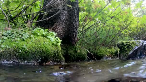 Vodní Hladina Pohled Řeku Tekoucí Kolem Zeleného Břehu Řeky Listí — Stock video