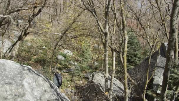 Afstandelijk Uitzicht Van Mensen Wandelen Door Het Bos Met Crash — Stockvideo