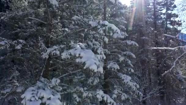 当阳光透过 你可以看到森林时 飞上了覆盖着积雪的松树 — 图库视频影像
