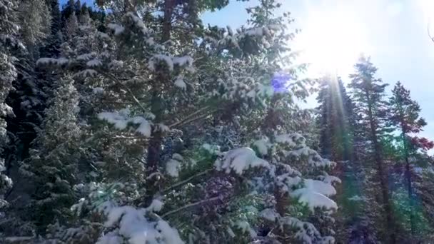 冬の太陽を望む森の中の雪に覆われた松の木を飛ぶ — ストック動画