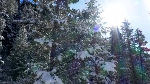 Atravesando Pinar Cubierto Nieve Bosque Mirando Hacia Sol Invierno — Vídeo de stock