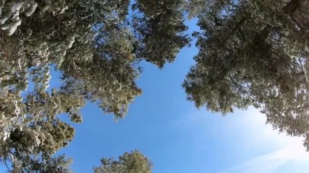 木々の上を進む松の木を真上から見上げる空中風景 — ストック動画