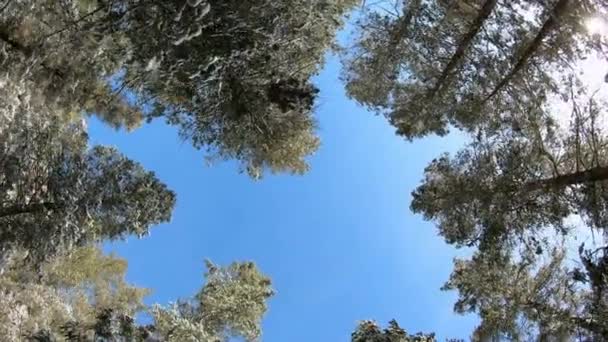 Élevant Travers Forêt Comme Les Arbres Tournent Lentement Vers Ciel — Video