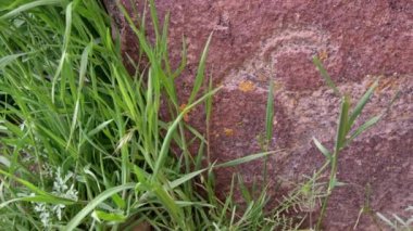 Utah 'ta Nine Mile Kanyonu' nda bulunan kırmızı kokarca koyunu petroglyph kayasının manzarası..