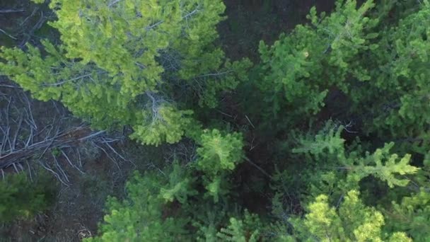 Aerial View Rising Pine Trees While Spinning Looking Straight — Stock Video