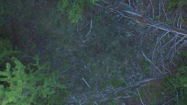 Alzarsi Guardando Verso Basso Foresta Pini Mentre Lentamente Gira Mentre — Video Stock