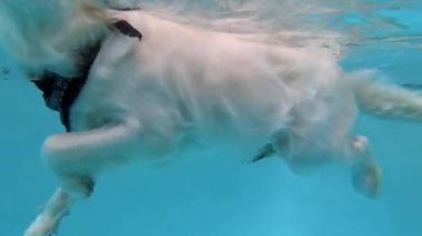 Köpek havuzda yüzerken suyun altında kürek çekerken..